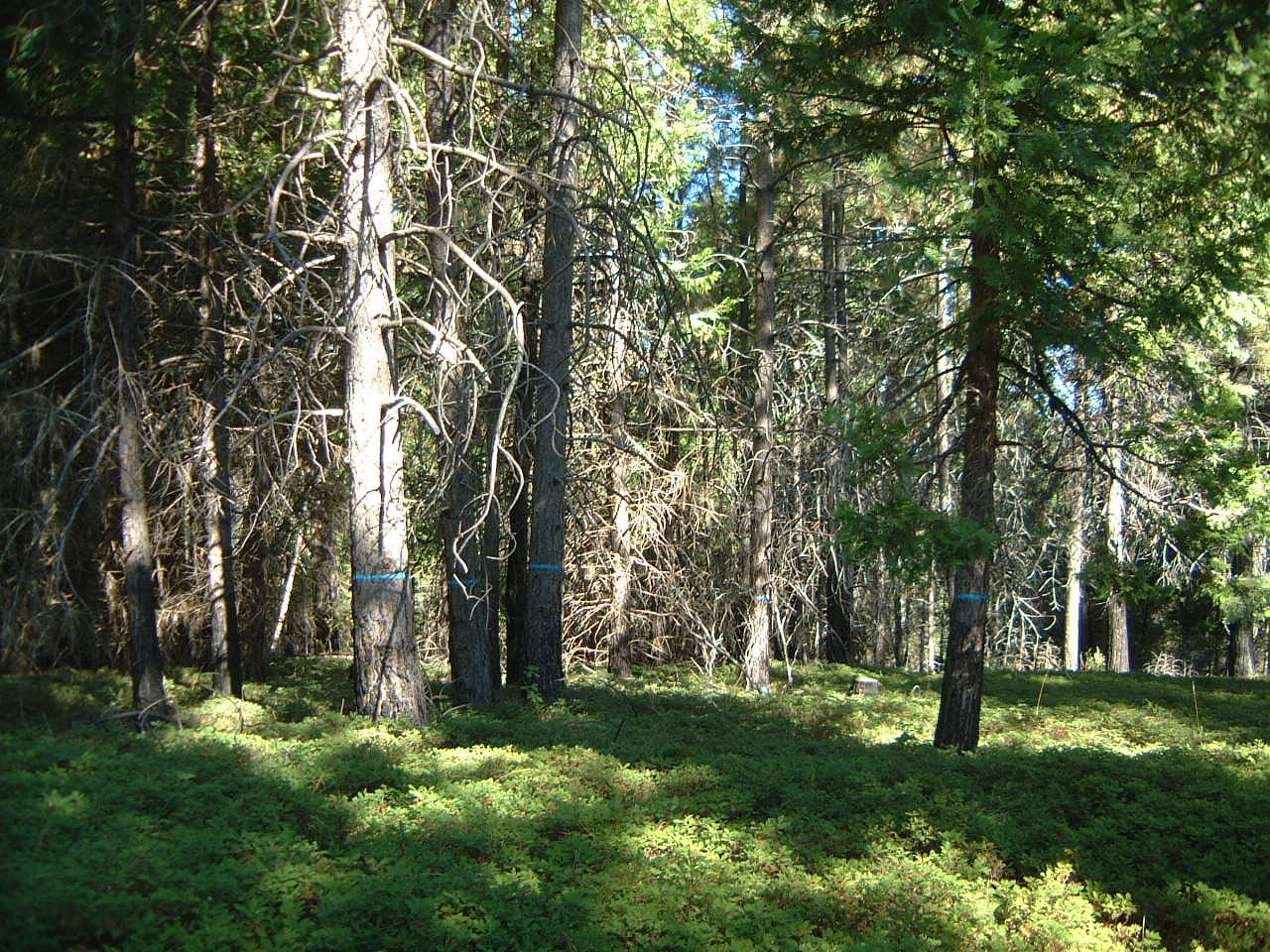North